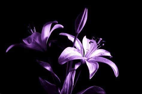 Lily Lilies Purple Free Photo On Pixabay