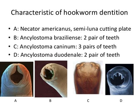 Lecture Notes In Medical Technology Lecture 4 The Hookworms