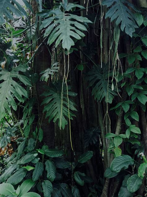 Wahiawa Jungle Oahu Plants Jungle Mural Nature Photography