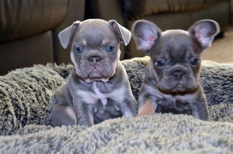 French bulldogs have dozens of dark and moist folds on their heads that collect dirt, dust, and food leftovers. French Bulldog Puppies For Sale | Newark, NJ #300514