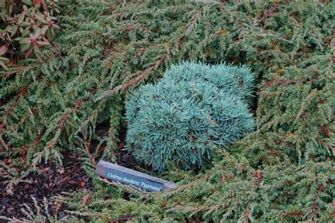 Dwarf And Miniature Conifers For The Smaller Garden Singing Tree