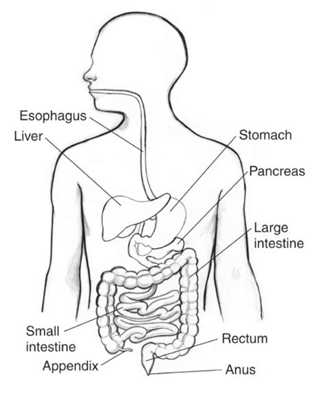 Gastrointestinal Tract With Labels Pointing To The Esophagus Liver