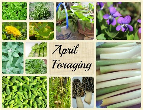 What To Forage In April A Magical Life Edible Mushrooms Wild