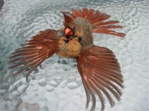 How long does it take for cardinal eggs to hatch? Bird In Everything: Cardinal Bird Eggs