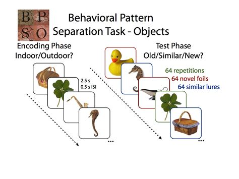 Pattern Separation Behavior In Aging Stark Lab