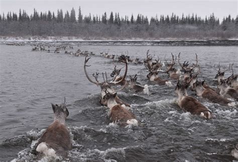 Caribou Migration Linked To Climate Cycles And Insect Pests