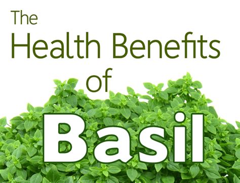 Health Benefits Of Basil Living Awareness Institute