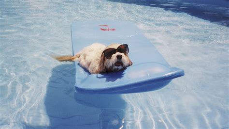 Pets Who Beat The Summer Heat They Dont Call Them The Dog Days Of