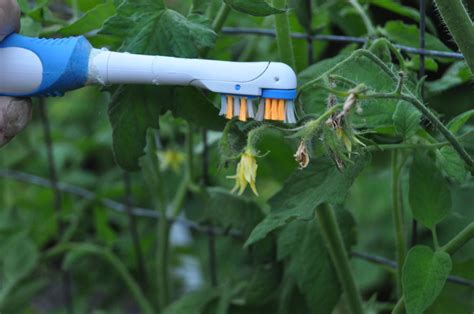 gardening tricks to help garden vegetables pollinate the spokesman review