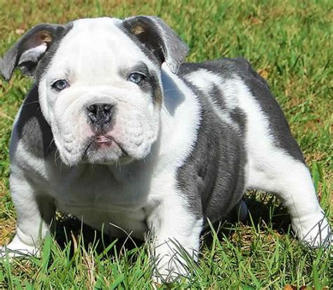 Olde english bulldogge litter of puppies for sale near michigan, manchester, usa. Blue English Bulldog Puppies for Sale | English Bulldog ...