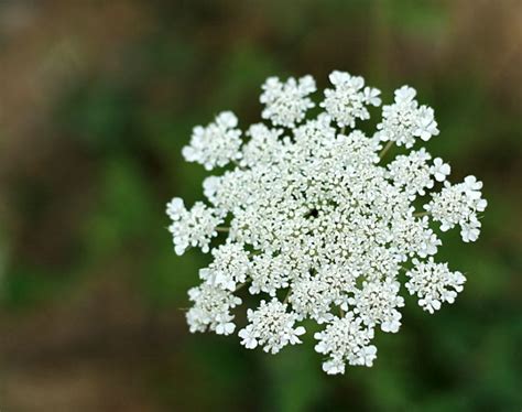 Queen Annes Lace Wildflower Hearth And Vine