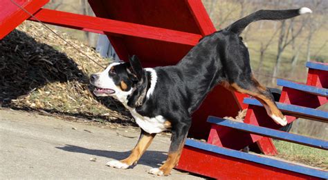 greater swiss mountain dog information dog breeds  thepetowners