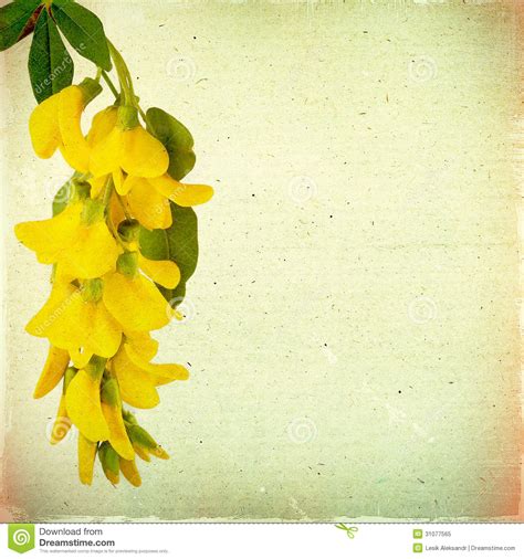 Download and use 100,000+ beautiful flowers stock photos for free. Vintage Floral Background With Yellow Acacia Flowers On A ...