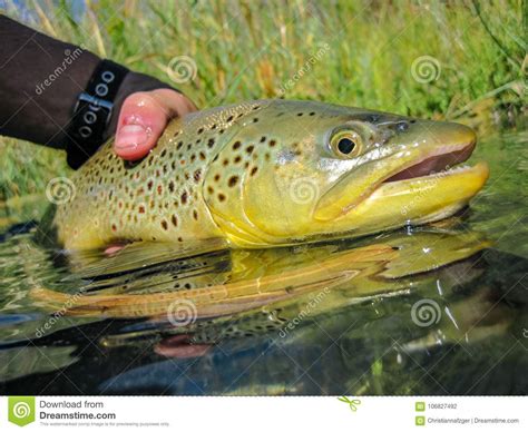 Wild Brown Trout Caught In Eastern Oregon Stock Photo Image Of