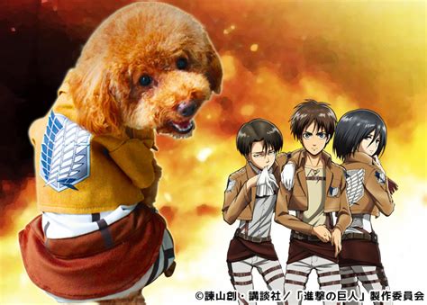 cosplay  pets dog fashion retailer selling attack  titan capes
