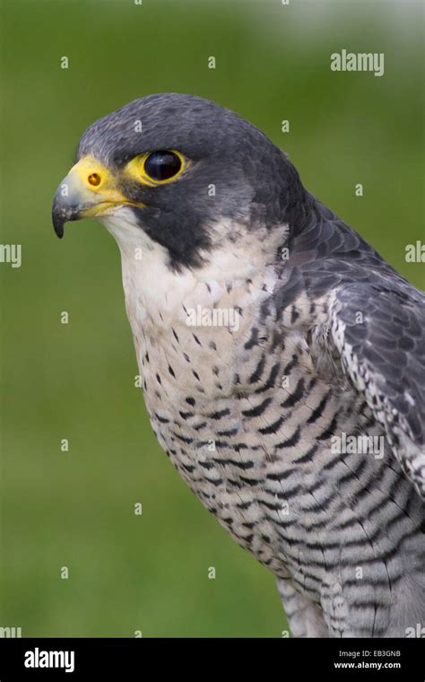 Peregrine Falcon Closeup Falco Peregrinus Ireland Stock Photo Alamy