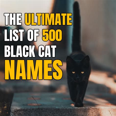 The Ultimate List Of 500 Black Cat Names Shadow Meow