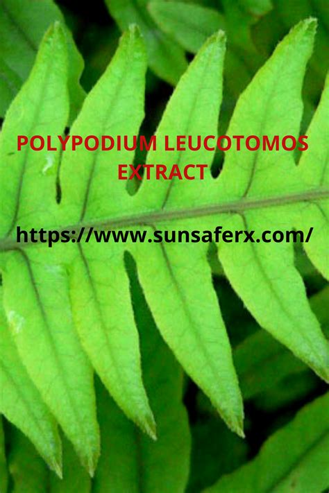 A Close Up Of A Green Leaf With The Words Polyodium Leucotimos Ettract