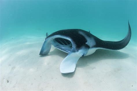Manta Ray Resting On Sand Photograph By Scubazoo Pixels
