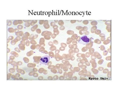 Normal Neutrophil And Monocyte In A Smear Medical Laboratories