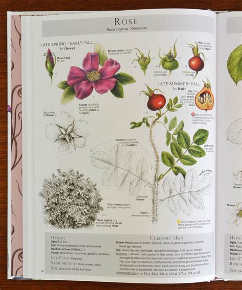 Foraging wild plants is an opportunity to reduce our carbon footprint by reducing the travel time of our food, as well as fewer resources to produce it. Foraging & Feasting: A Field Guide and Wild Food Cookbook ...