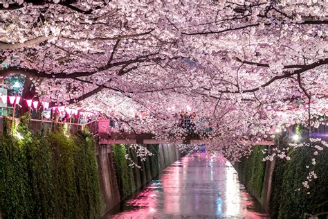 Sakura Tree