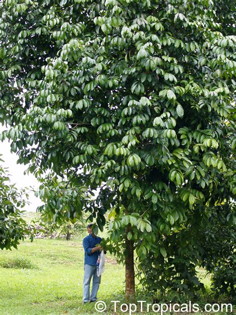 Fruits are about 1.5 to 2 inches long and are born in clusters. Fruit Trees - Home Gardening Apple, Cherry, Pear, Plum ...