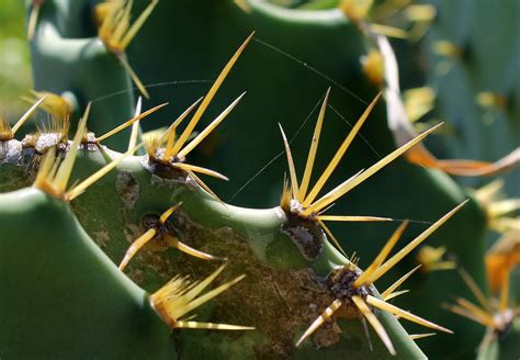 Cactos Folha Cactus Planta · Foto Gratuita No Pixabay