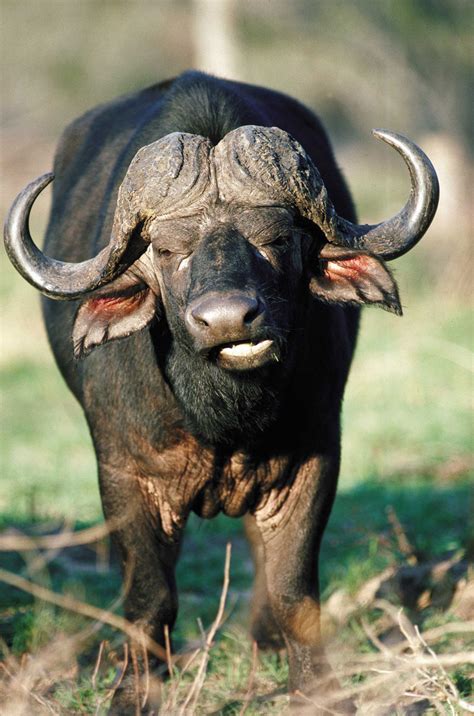 African Buffalo Syncerus Caffer