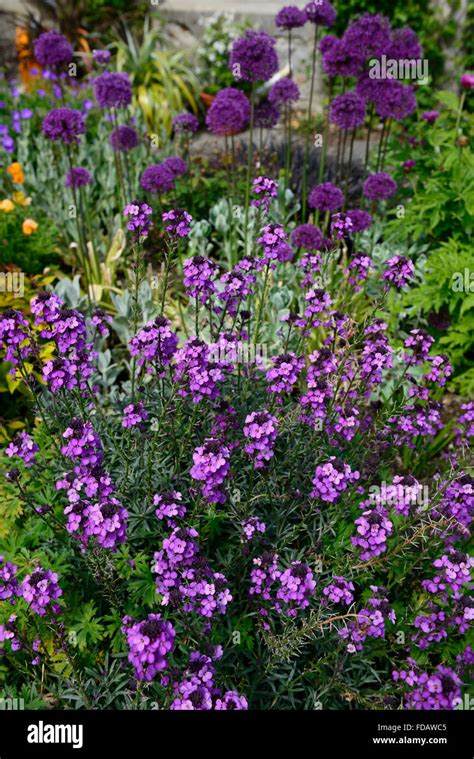 Hesperis Matronalis Allium Purple Flowers Flowering Spring Garden Bloom