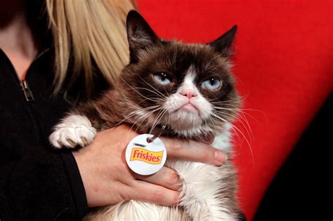 Grumpy Cat Has Died And The Internet Isnt Taking It Well Bgr
