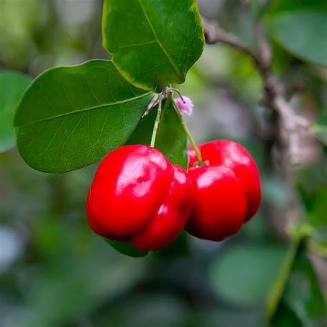 Barbados Cherry Trees For Sale