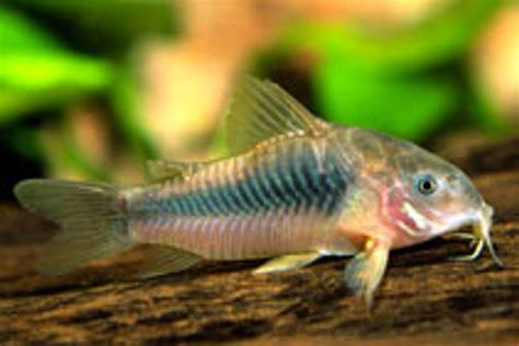 Corydoras Aneus Akvarieboden