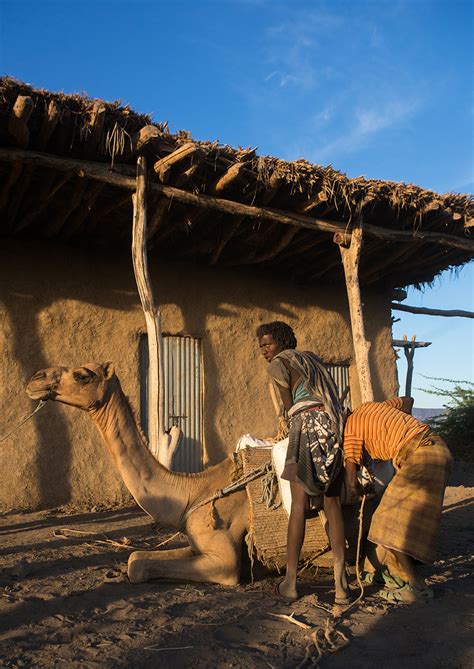 The afars live in a triangle between ethiopia, eritrea and djibouti. Afar tribe men loading a camel in front of a house, Afar r ...