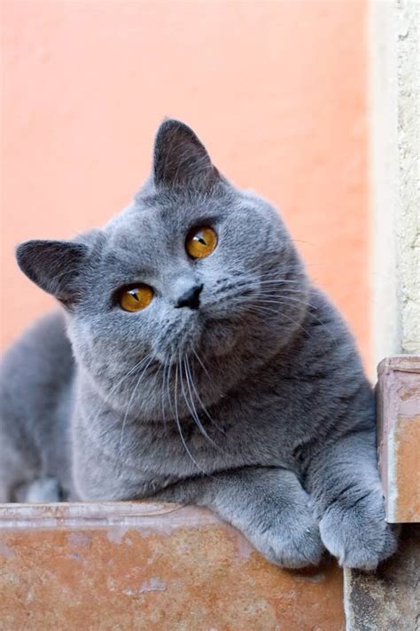 British Shorthair Cat Harga Stunning British Shorthair Blue Cats In