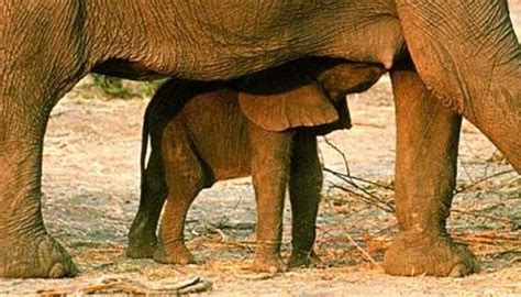 La Gestación De Un Elefante