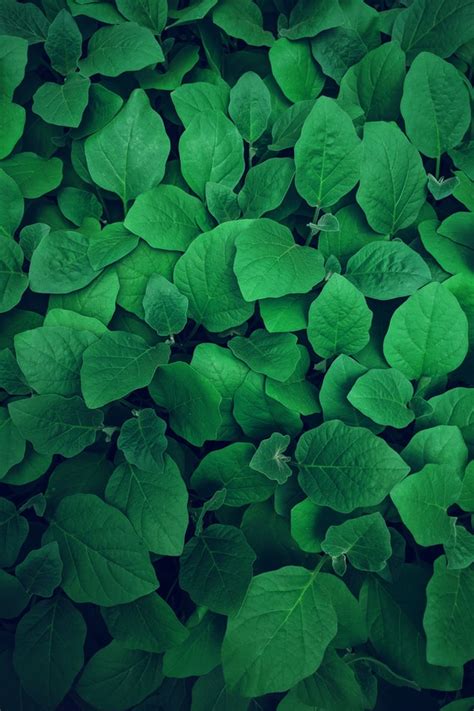 Green Photo Leaf Green Wallpaper 30806