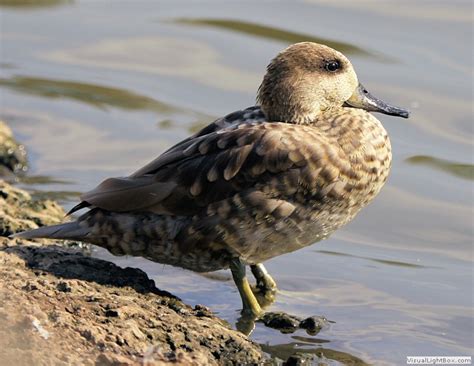 Identify Marbled Teal Or Marbled Duck Wildfowl Photography