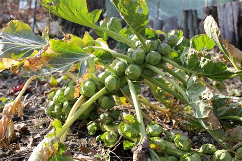 How To Grow Brussels Sprouts