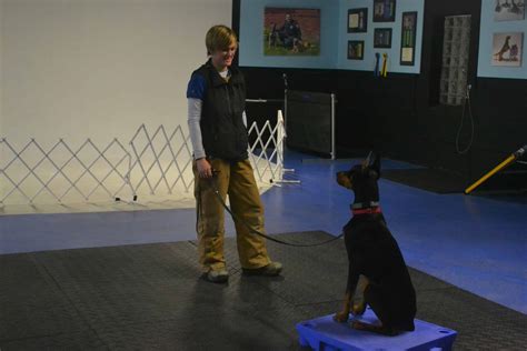 Dog Trainer Michigan Dog Training