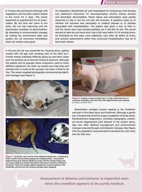 Behavioral Awareness In The Feline Consultation Understanding Physical
