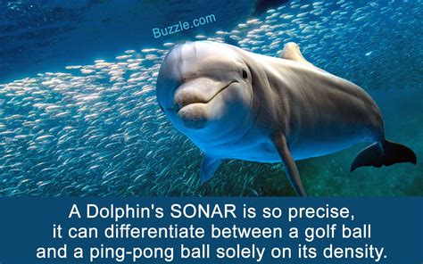 Underwater Dolphin Dolphin Facts Dolphins Marine Animals