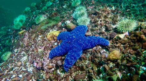 Update Sunflower Sea Star Critically Endangered Monterey Herald