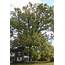 Pin Oak – Delaware Trees