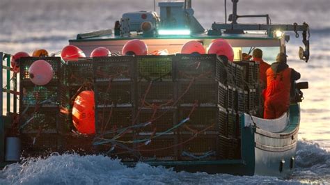 Dfo Says Theres No Plan To Cut Commercial Lobster Catches To