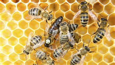 How Does A Bee Become A Queen Bee Sciencing
