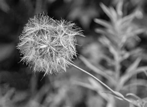 Goat S Beard Monochrome Photograph By Steve Harrington Fine Art America