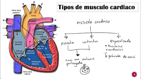 Fisiología Cardiaca Parte 1 Introducción Youtube