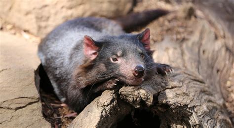 Tasmanian Devils Born In Australian Wilderness For First Time In 3000