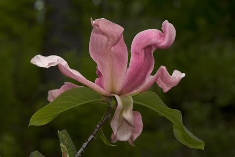 Magnolia Magnolia Vulcan Photo By Ivo M Vermeulen The New York Botanical Garden Flickr